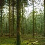 there might be trolls by brujo d3ecl57-fullview